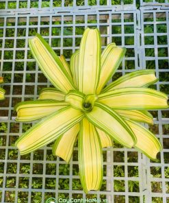 Dứa màu nam mỹ vàng viền xanh