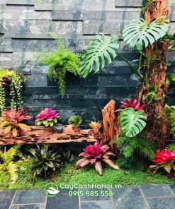 giá cây dứa màu nam mỹ