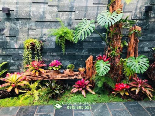giá cây dứa màu nam mỹ