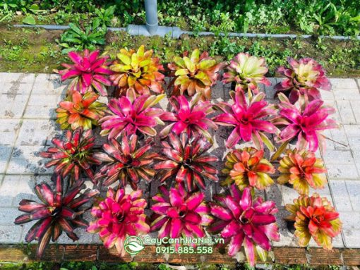 Nơi bán cây dứa màu nam mỹ tại Hà Nội