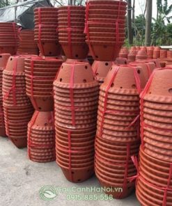 Nơi bán chậu đất nung trồng lan tại Hà Nội