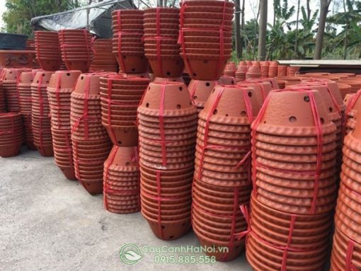 Nơi bán chậu đất nung trồng lan tại Hà Nội
