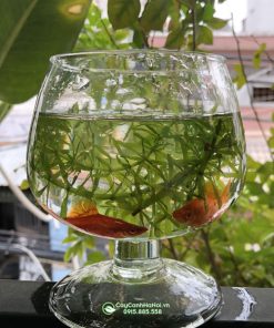 Chậu thủy tinh dáng ly nuôi cá