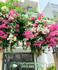 Hoa giấy trồng trước nhà xua đuổi tà ma