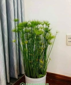 Cách trồng cây thủy trúc trong chậu