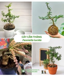 Cây Cần Thăng