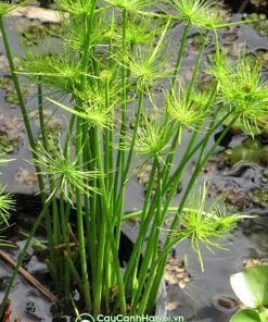 Cây thủy trúc mang ý nghĩa phong thủy tốt