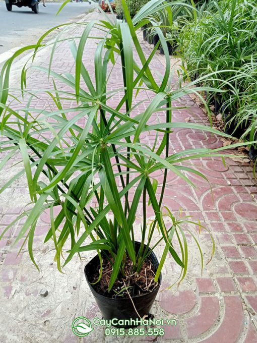 Thủy trúc thường dạng bụi