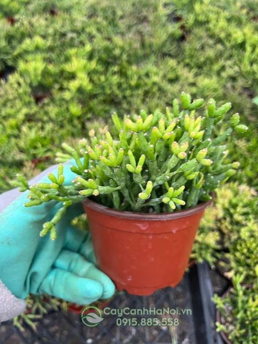 Bán cây gạc nai mini số lượng lớn tại Hà Nội