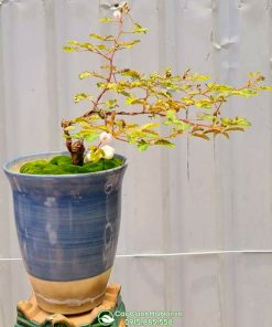 Cây trinh nữ bonsai trồng chậu đẹp