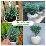 Cây tuyết tùng