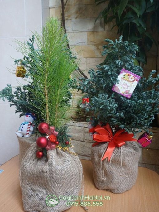 Cây tuyết tùng trang trí noel