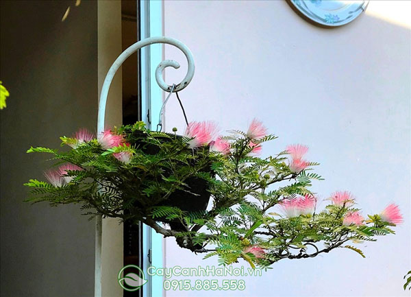 Công dụng cây hoa trinh nữ bonsai