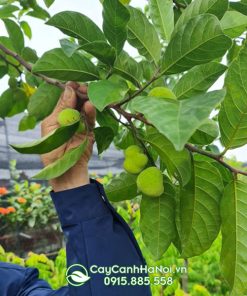 Đặc điểm lá chay