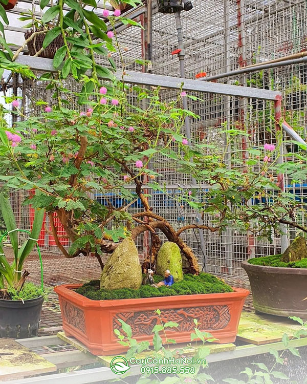 Hướng dẫn cách trồng và chăm sóc cây trinh nữ bonsai