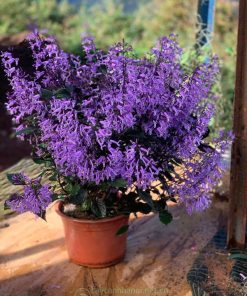 Cây hoa oải hương mona - cây lavender nhiệt đới