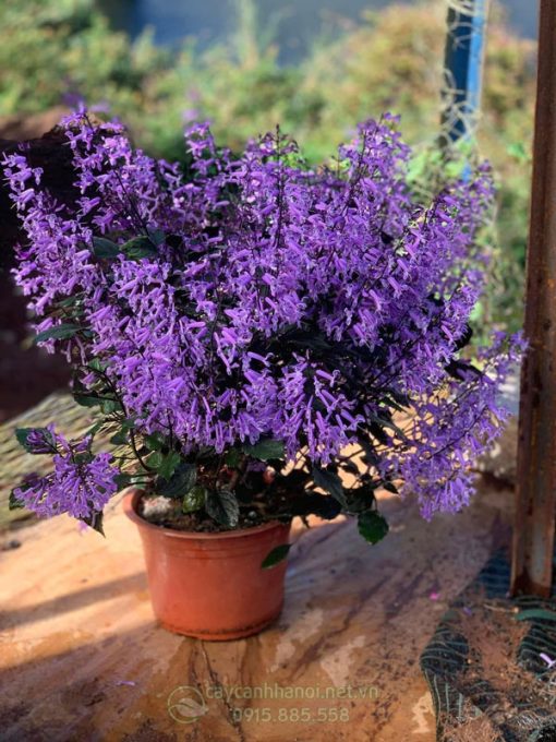 Cây hoa oải hương mona - cây lavender nhiệt đới