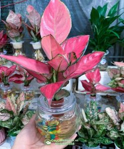 Cây hồng phát lộc thủy sinh