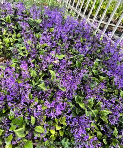 Lavender thân cứng trồng trang trí cảnh quan sân vườn
