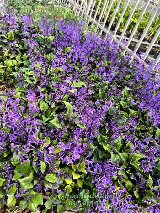 Lavender thân cứng trồng trang trí cảnh quan sân vườn