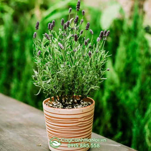 Cây oải hương trồng chậu gốm