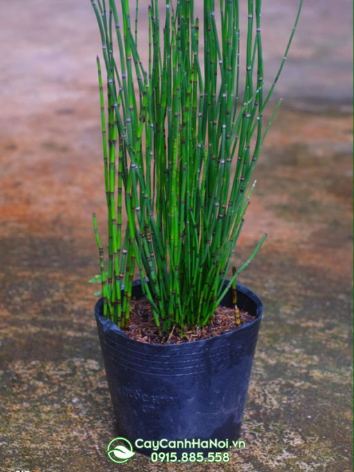 Thiền trúc còn có tên gội là cây mộc tặc