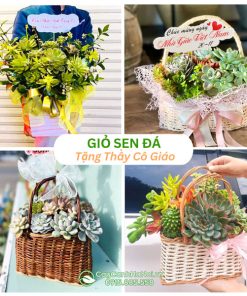 Giỏ sen đá tặng thầy cô ngày 20-11
