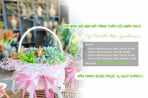 Nơi bán giỏ sen đá tặng thầy cô ngày 20-11