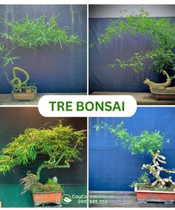 50 Tác Phẩm Tre Bonsai Độc Đáo Đẹp Lạ, Thú Chơi Mới, Cách Trồng Và Chăm Sóc