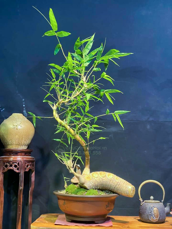 Đặc điểm cây tre ngà bonsai