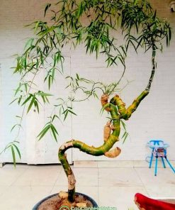 Chậu cây tre bonsai thế rồng bay xuống