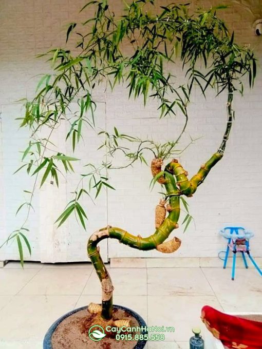 Chậu cây tre bonsai thế rồng bay xuống