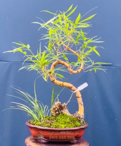 Đặc điểm chậu cây tre thế long giáng để bàn