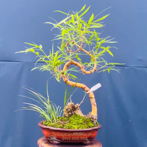Đặc điểm chậu cây tre thế long giáng để bàn