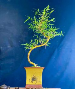 Địa chỉ bán cây tre thế long giáng đẹp tại Hà Nội