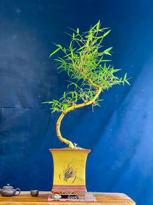 Địa chỉ bán cây tre thế long giáng đẹp tại Hà Nội