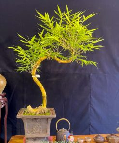 Nơi bán cây tre bonsai thế long giáng đẹp tại Hà Nội
