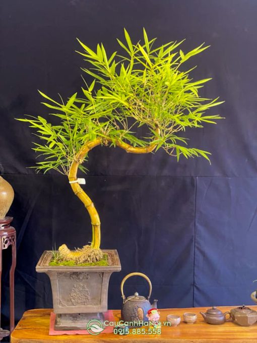 Nơi bán cây tre bonsai thế long giáng đẹp tại Hà Nội