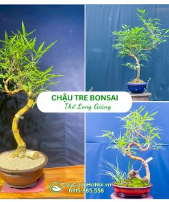 Chậu tre bonsai thế long giáng