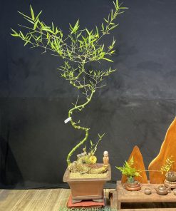 Tre bonsai thế rồng bay xuống đẹp