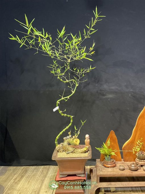 Tre bonsai thế rồng bay xuống đẹp