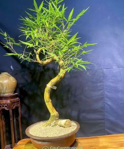 Ý nghĩa chậu tre bonsai thế long giáng