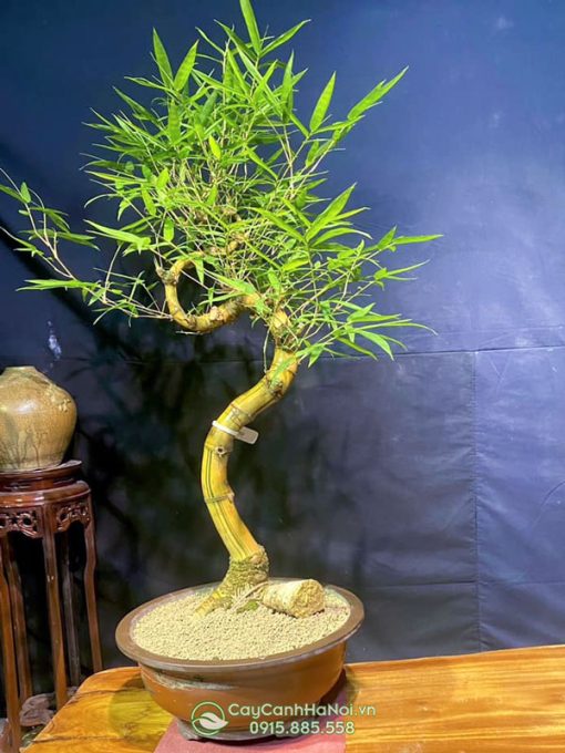 Ý nghĩa chậu tre bonsai thế long giáng