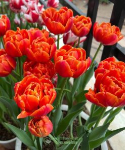 Tulip cánh kép