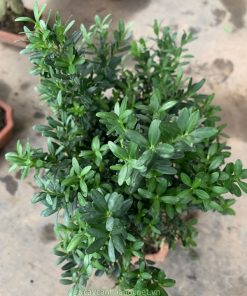 Bán cây gỗ hoàng dương mini đẹp tại Hà Nội