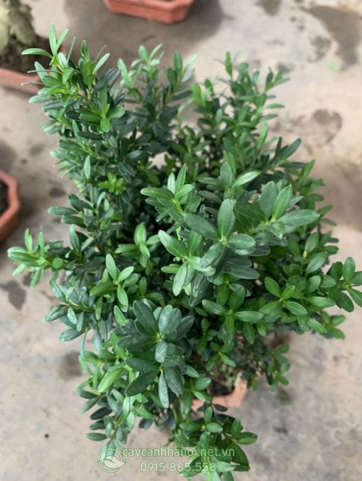 Bán cây gỗ hoàng dương mini đẹp tại Hà Nội