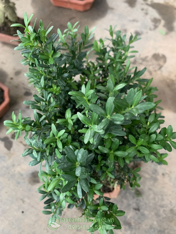 Bán cây gỗ hoàng dương mini đẹp tại Hà Nội