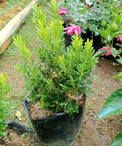 Hoàng dương Harland (Buxus harlandii)