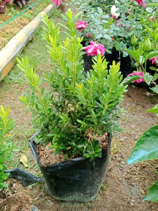 Hoàng dương Harland (Buxus harlandii)