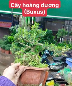 Cây bonsai hoàng dương mang đến sự bình an, tài lộc